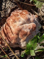 Abortiporus biennis