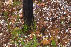 Stylidium purpureum