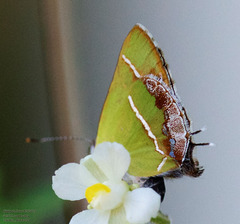 Chlorostrymon simaethis