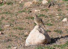 Galerida cristata