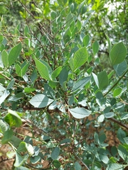 Searsia zeyheri