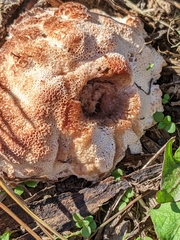 Abortiporus biennis