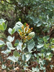 Searsia zeyheri