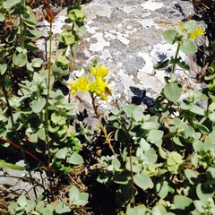Petrosedum amplexicaule