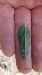 Acalypha caperonioides
