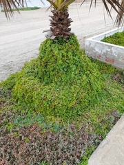 Mesembryanthemum cordifolium