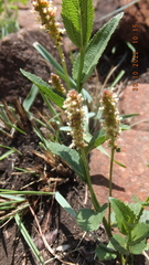 Acalypha caperonioides