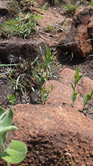 Acalypha caperonioides