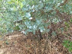 Searsia zeyheri