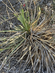 Yucca rupicola