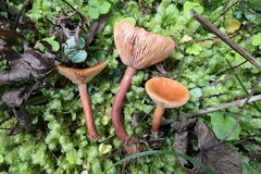 Lactarius lacunarum