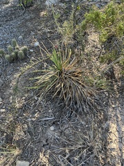 Yucca rupicola