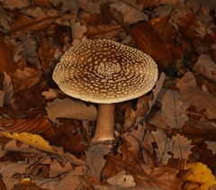 Amanita pantherina