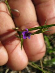 Monopsis debilis