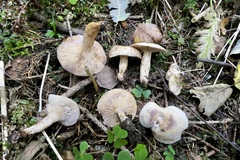 Lactarius aspideus