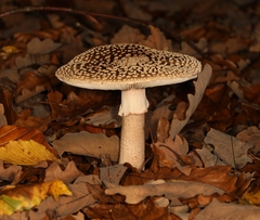 Amanita pantherina