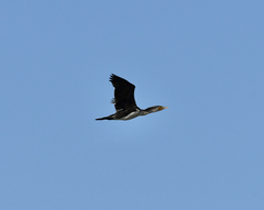 Phalacrocorax carbo