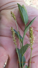 Acalypha caperonioides