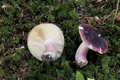 Russula xerampelina