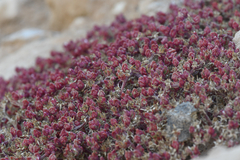 Mesembryanthemum nodiflorum