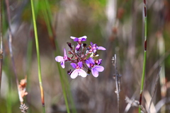 Stylidium purpureum