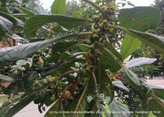 Aegiphila bogotensis