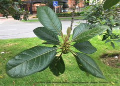 Aegiphila bogotensis