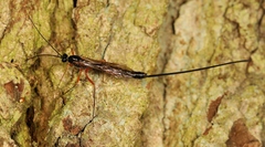 Dolichomitus mesocentrus