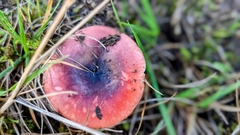 Russula rosacea