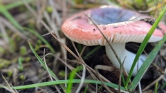 Russula rosacea