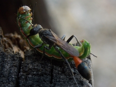 Ammophila