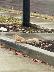 Sciurus carolinensis