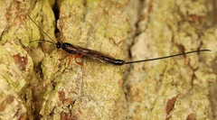 Dolichomitus mesocentrus