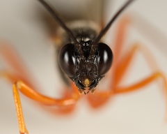 Dolichomitus mesocentrus