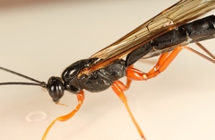 Dolichomitus mesocentrus