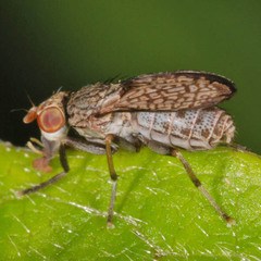 Pherbellia limbata