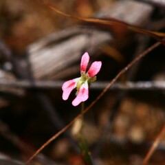 Stylidium calcaratum