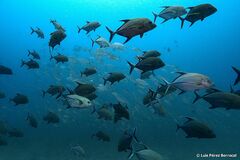 Caranx lugubris