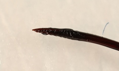 Dolichomitus mesocentrus