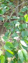 Bauhinia forficata