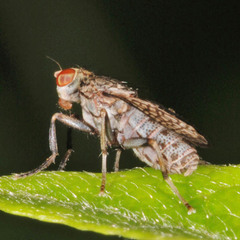 Pherbellia limbata