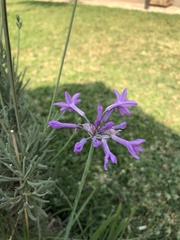 Tulbaghia