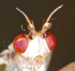 Sciomyzidae