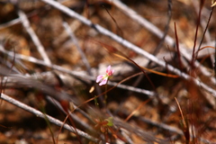 Stylidium calcaratum