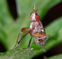 Sciomyzidae