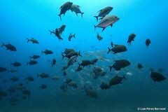 Caranx lugubris