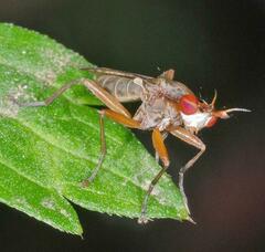Sciomyzidae