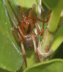 Cheiracanthium gracile