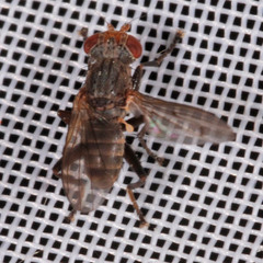 Sciomyzidae