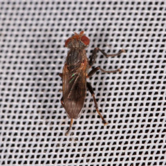 Sciomyzidae